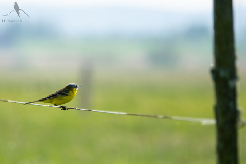 Gulärla på en stängseltråd