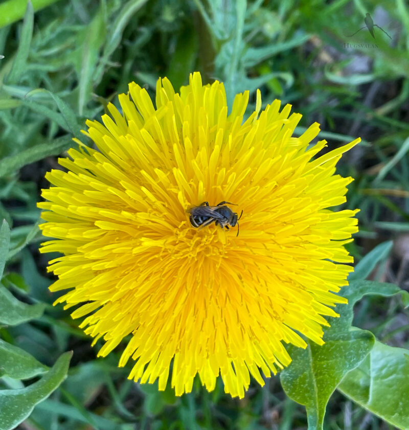 Ett bi i mitten av en maskrosblomma
