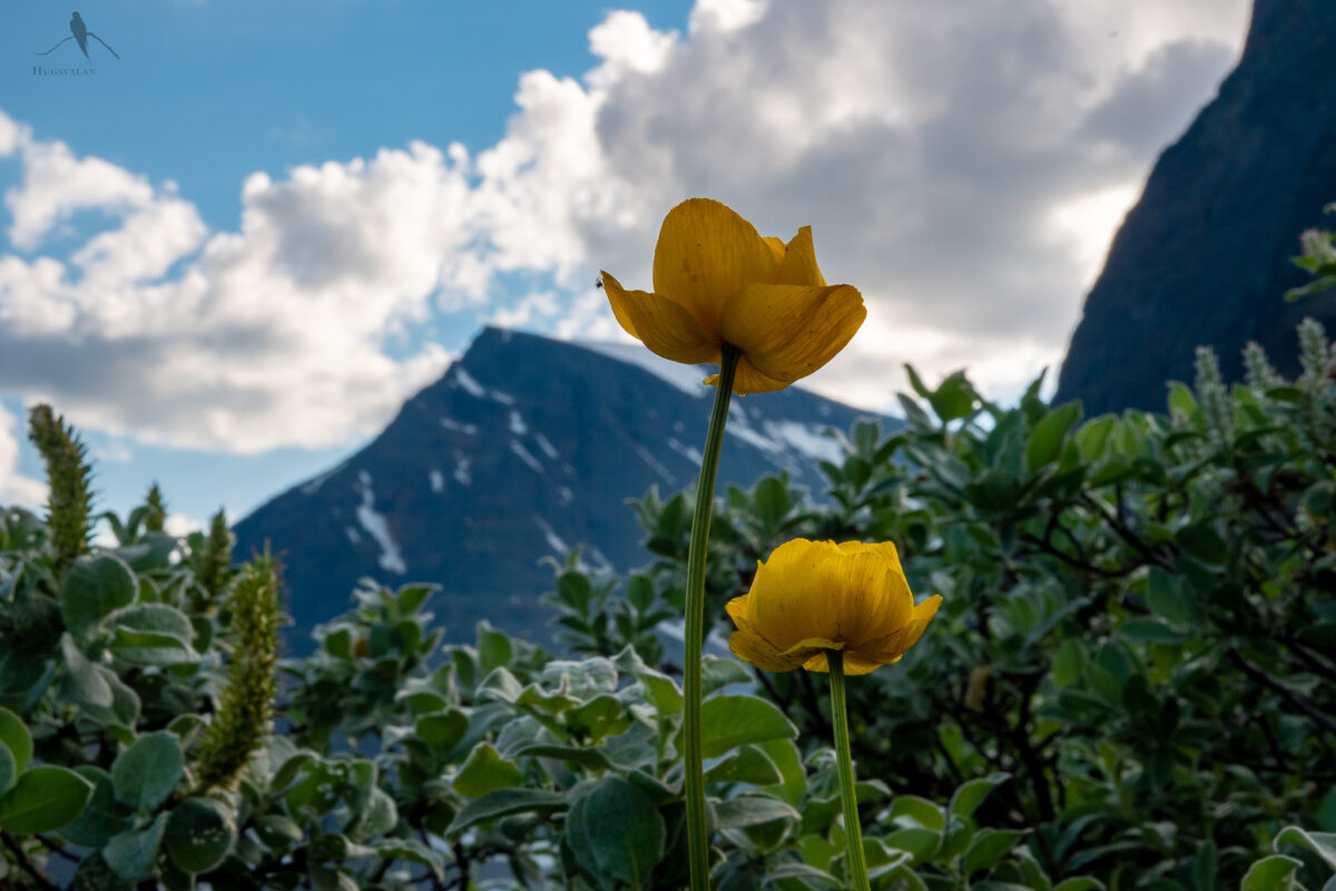 Smörboll vid Kebnekaise