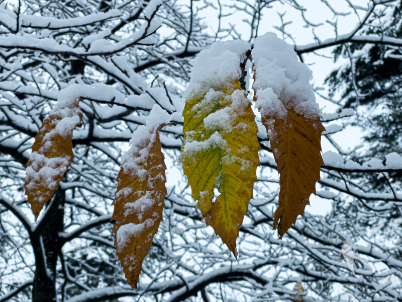 Vissnande löv på snötäckt träd