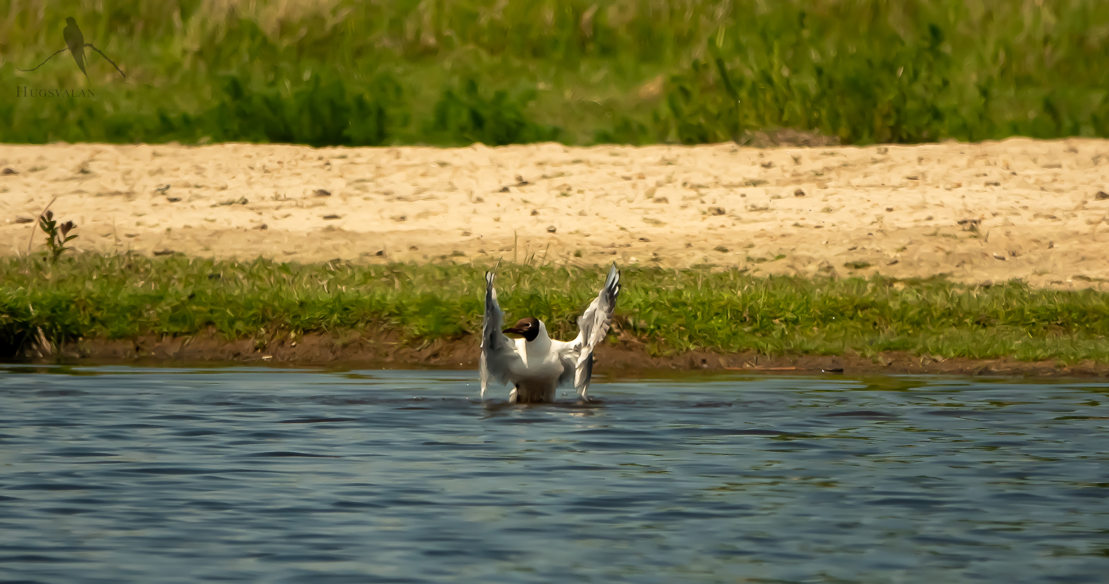 Skrattmås Fler fågelbilder i galleriet