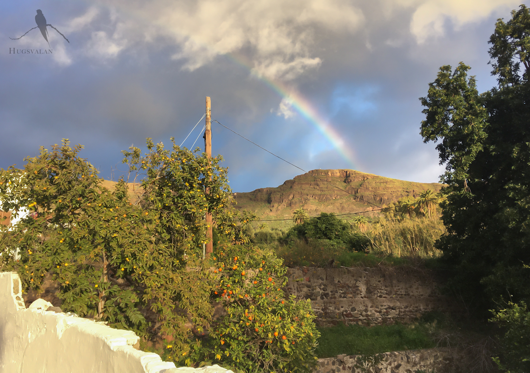 Regnbåge över berg och apelsinlund