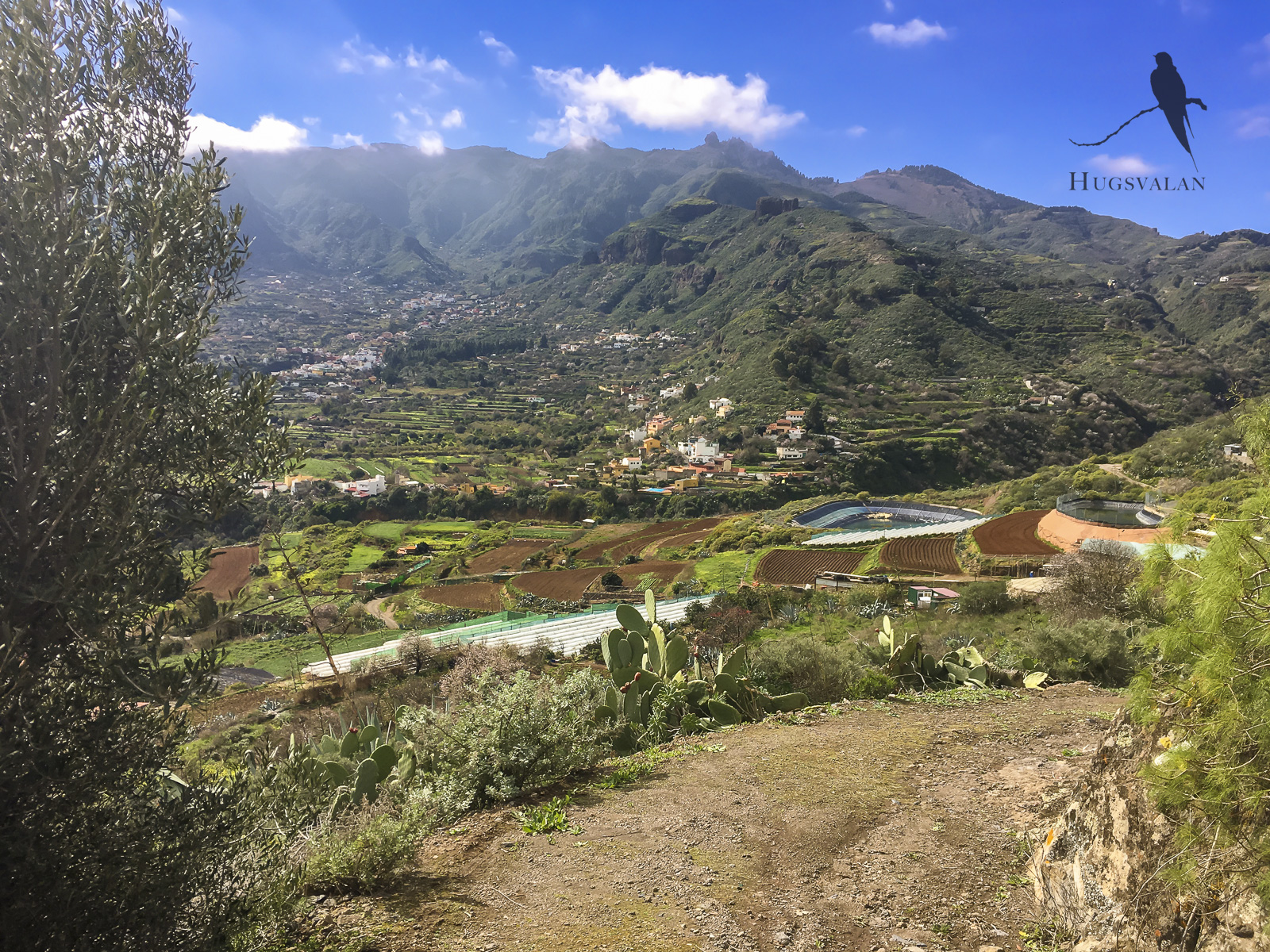 Utelivet på Gran Canaria: del fyra. Växtriket