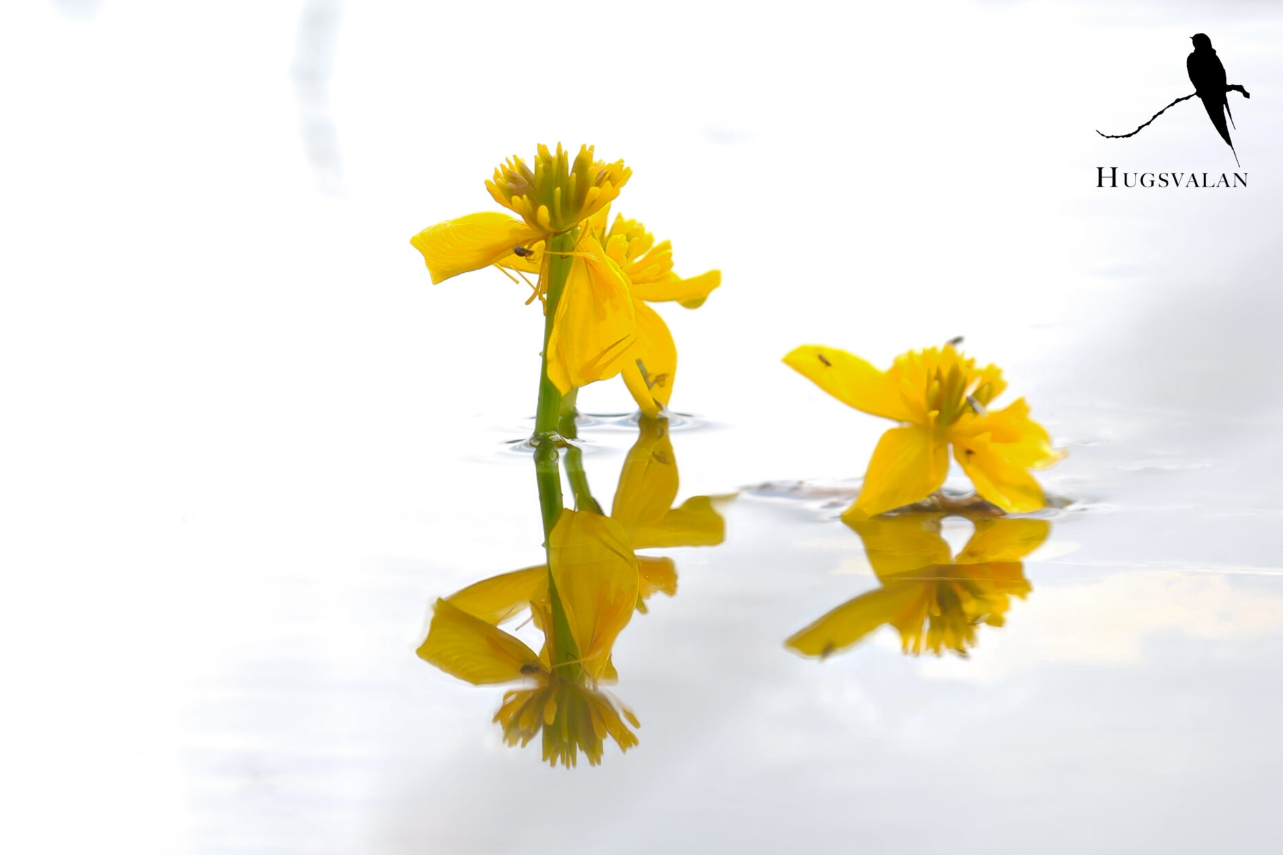 Blommor i vatten som speglar sig